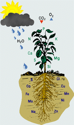 plant nutrition 